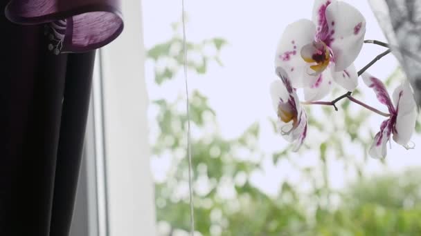 На окне расцветает белая орхидея — стоковое видео