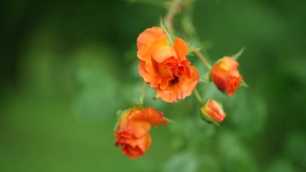 노란 히 비 스커 스 꽃 피는 녹색 배경 — 비디오