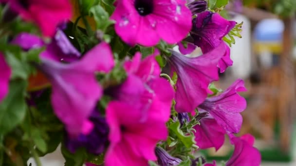 Primer plano de algunas hermosas flores de petunia colgantes de color rosa se mueven en el viento — Vídeo de stock