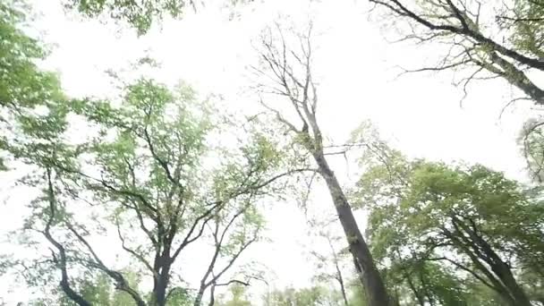 Forêt verte avec de vieux arbres — Video