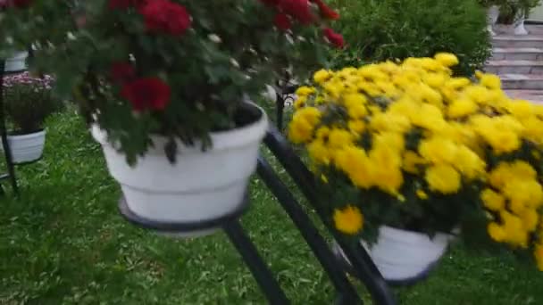 Nahaufnahme schöner Chrysanthemen-Blumen im Garten — Stockvideo