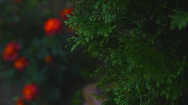 白雪松崖柏蓟马树枝上花背景 — 图库视频影像