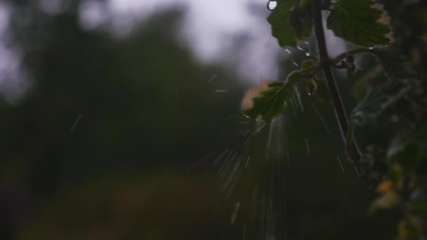 Regn. skog. grönt bladverk i regnet. sommarregn. våta löv. vått gräs. mulet. vått väder. hällande regn — Stockvideo
