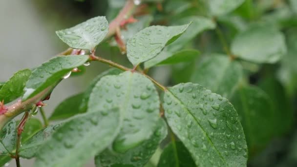 Pluie. Forêt. feuillage vert sous la pluie. pluie d'été. feuilles mouillées. herbe humide. couvert. temps humide. pluie battante — Video