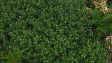 Krizantem. Çalılar krizantem. Krizantem yaprakları. Renkler. Bahçe. Flowerbed