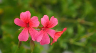 Bloming Begonya kırmızı çiçekli begonia portre