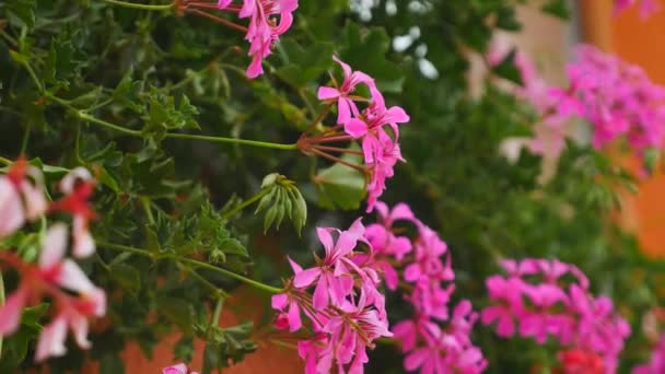 Bloming begonia blommande röd begonia närbild — Stockvideo