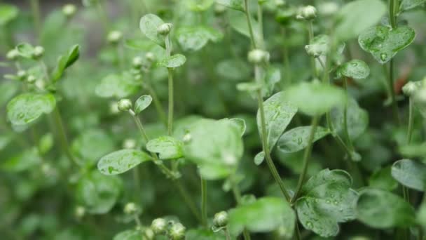 Crisantemo. Cespugli di crisantemo. foglie di crisantemo. Senza colori. Giardino. Lettiera — Video Stock