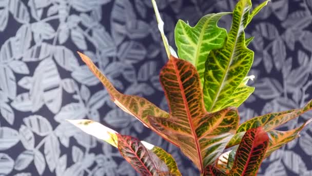 Beautiful croton plant beside the windows — Stock Video