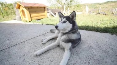 Sibirya husky köpek yakın çekim