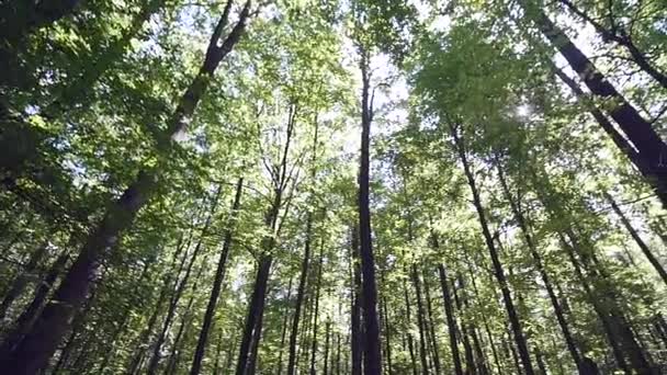 Le soleil brille à travers les arbres — Video