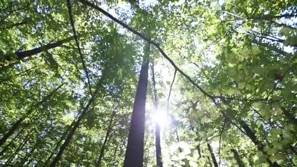 Die Sonne scheint durch die Bäume — Stockvideo