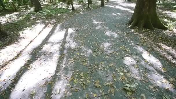 森 pov ステディカム自然風景の中を歩く — ストック動画