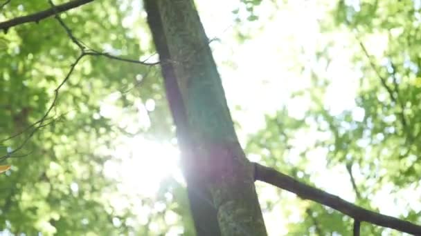 Il sole splende tra gli alberi — Video Stock