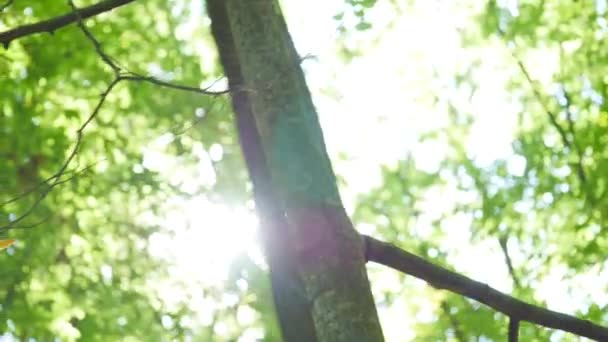 El sol brilla a través de los árboles — Vídeos de Stock