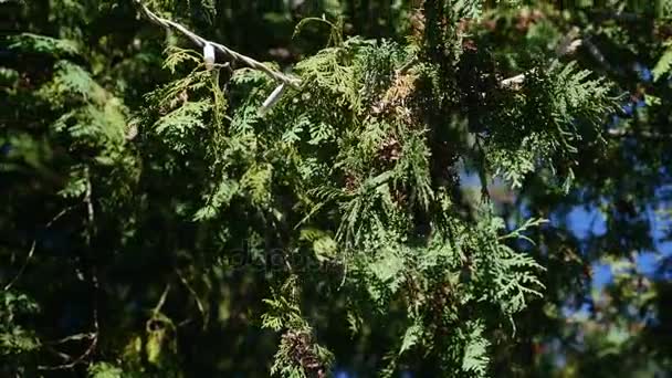 백색 삼목 Thuja occidentalis 가까이 — 비디오