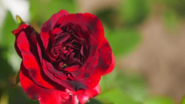 güzel kırmızı Gül Bush kırmızı güller, kırmızı gül buketi