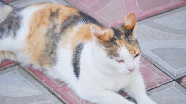 Yerde yatan bir üç renkli kedi — Stok video