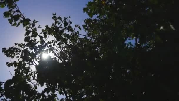 Güneş ağaçların arasından parlıyor. — Stok video