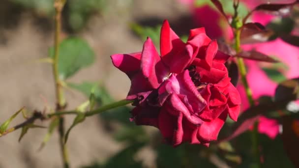 Schöne rote Rosensträucher rote Rosen, Strauß roter Rosen — Stockvideo