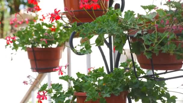 Bloming begonia blommande röd begonia närbild — Stockvideo