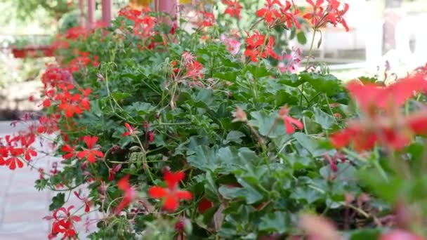 Bloming begonia blommande röd begonia närbild — Stockvideo