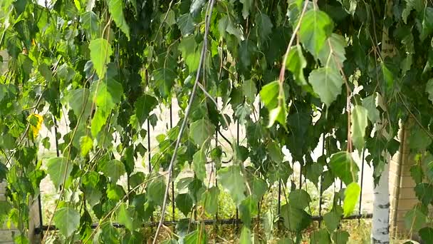 Feuilles de saule se balançant doucement dans une brise, plein cadre gros plan . — Video