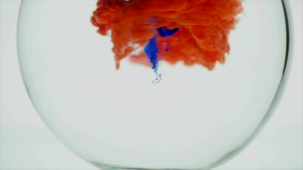 Синьо-червоне чорнило обертається у воді. крупним планом — стокове відео