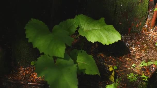 Крупный план родниковой воды, когда она падает и капает на зеленый мох — стоковое видео