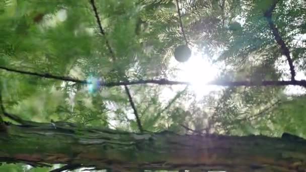 Närbild av furu eller Gran trädgrenar flytta på vinden. Solljus genom needles.4 K videofilmer av verkligt vackra gröna taggiga grenar på solnedgång. Charmiga naturliga bakgrund — Stockvideo