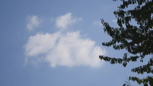Pozadí obrázek z padající listí proti modré obloze v listech. Obrázek je pořízen s světle zpomalené — Stock video