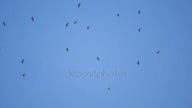 Martılar ve yüksek gökyüzünde uçan kuşlar sürüsü