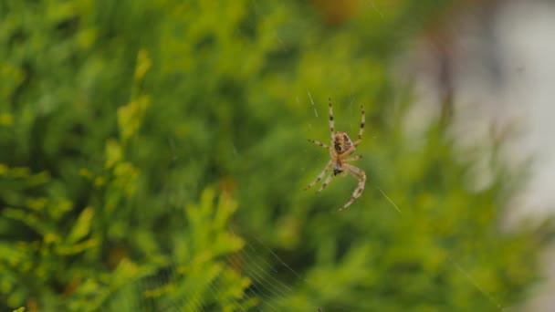 Павутинна павутина вранці на зеленому фоні — стокове відео
