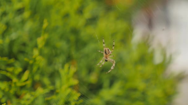 Spider web spinrag in de ochtend op groene achtergrond — Stockvideo