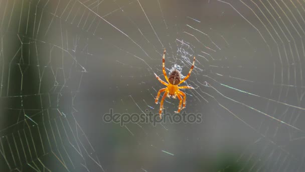 Araña haciendo una telaraña de cerca — Vídeos de Stock