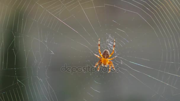 araignée faire une toile de près 