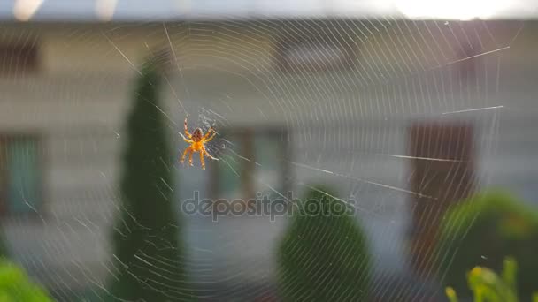 Spindel att göra en web närbild — Stockvideo