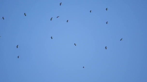 Збиратися чайок і птахів летить високо в небі — стокове відео