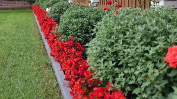 Giardino paesaggistico con fiori diversi — Video Stock