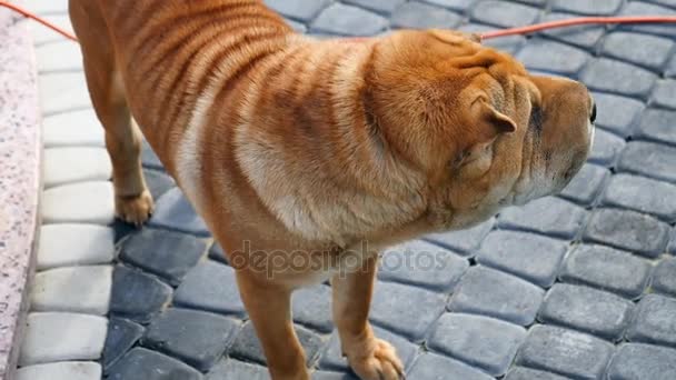 Esta é uma filmagem de uma graciosa shar pei marrom no quintal — Vídeo de Stock