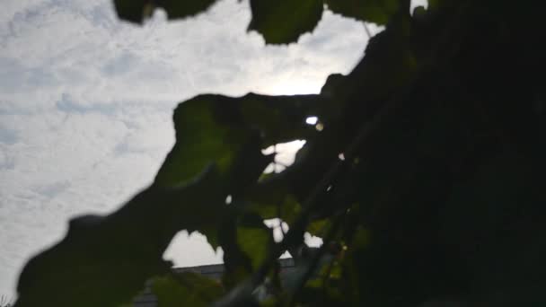 Green grapes on vine on sky background — Stock Video