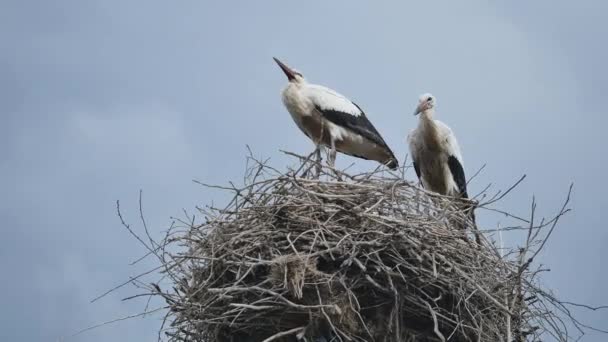 Storch baut ein Nest aus Zweigen — Stockvideo