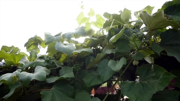 Grüne Trauben an Weinreben aus nächster Nähe — Stockvideo
