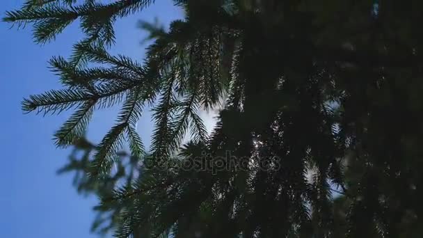 阳光透过树林射出光芒 — 图库视频影像