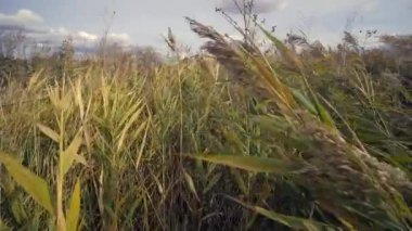 tarladaki kuru otlar