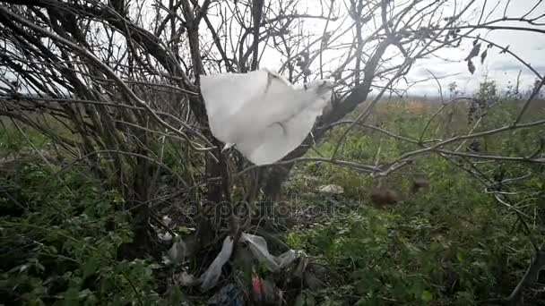Plastic bag is stuck on a tree branch and is fluttering in the wind. Pollution concept — Stock Video