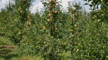 Orchard sarı elma ile elma ağaçlarının
