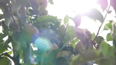 Yeşil elma dalı güneş arka plan üzerinde. Elma ağacı üzerinde