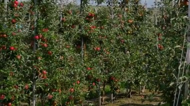 Orchard Kırmızı elma ile elma ağaçlarının