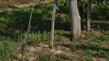 Orchard Kırmızı elma ile elma ağaçlarının